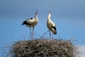 White stork couple. Ciconia ciconia. Latvia.